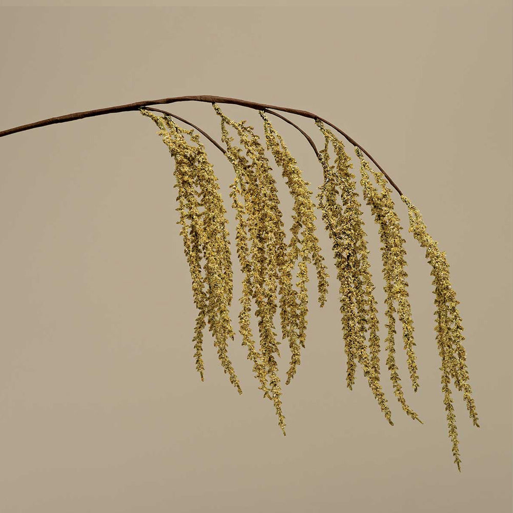 Hanging Amaranthus