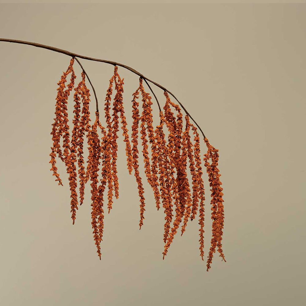 Hanging Amaranthus