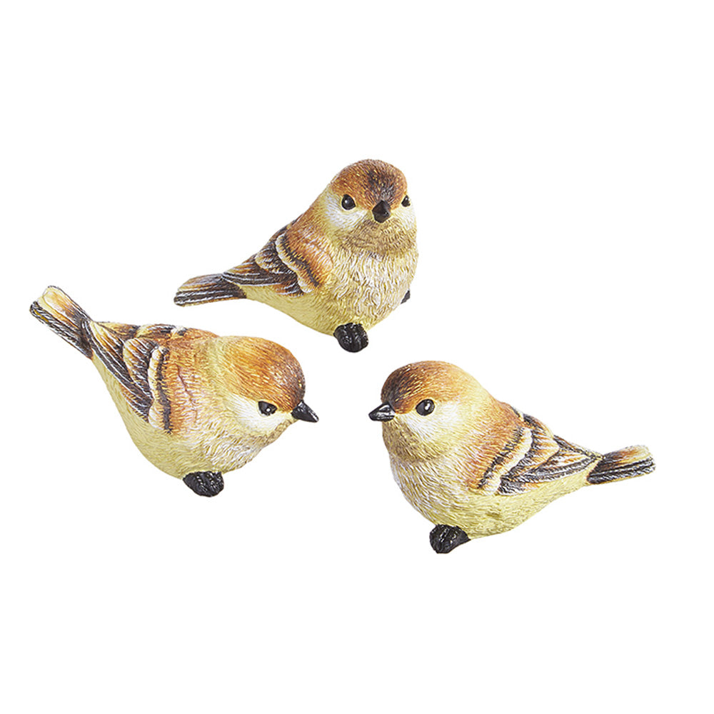 Brown Bird