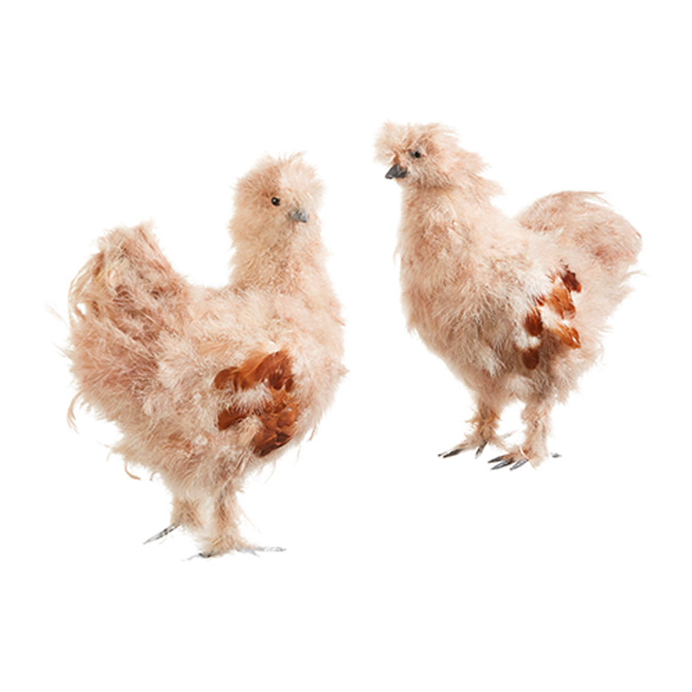 Brown Silky Chicken