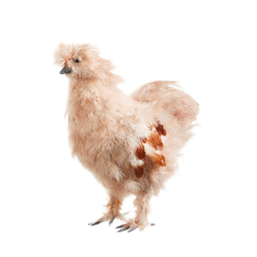 Brown Silky Chicken