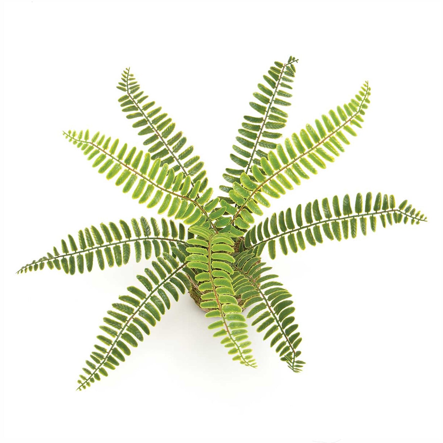 Boston Fern on Moss Ball Wrapped with Twine