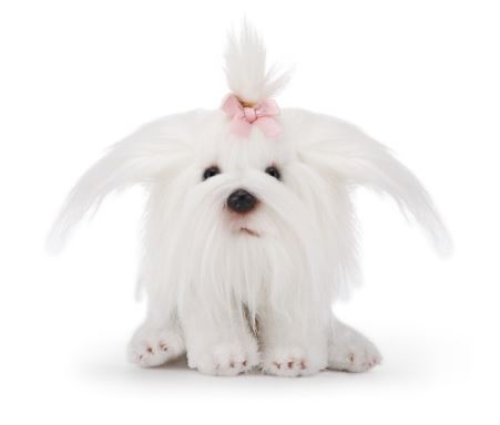 Maltese