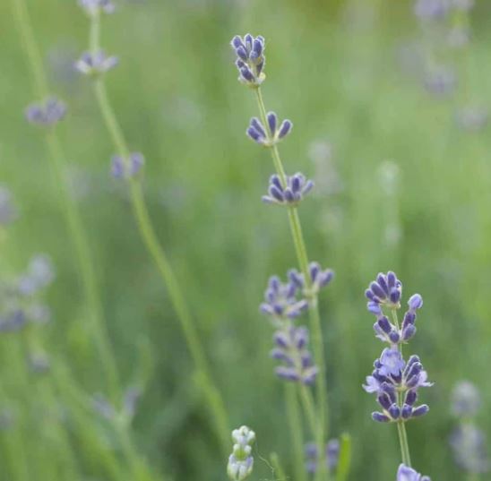 Old Fashion Birthday Cake