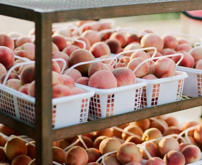 Orchard Peach