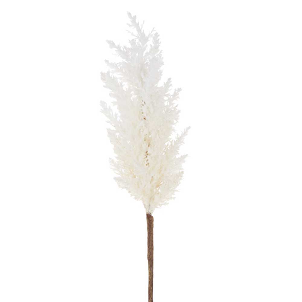 Pampas Gras Stem