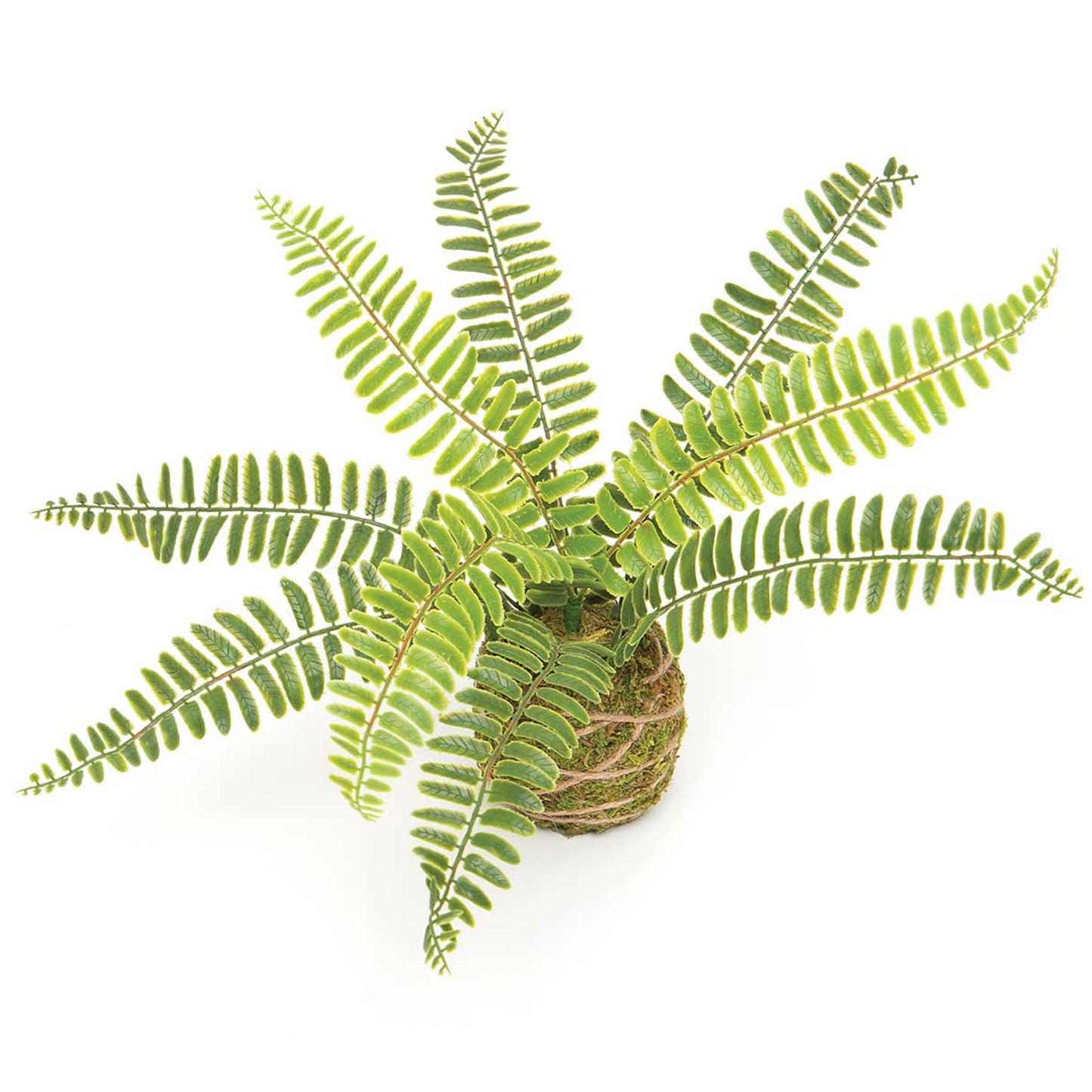 Boston Fern on Moss Ball Wrapped with Twine