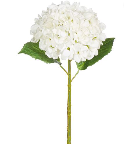 White Hydrangea Stem