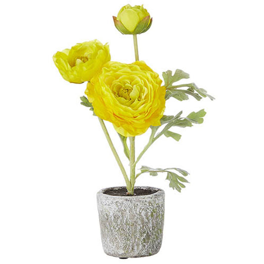 Yellow Ranunuculus Potted