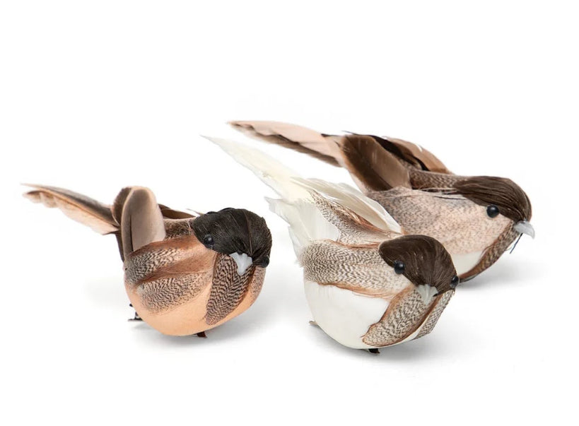 Clip on Sparrows