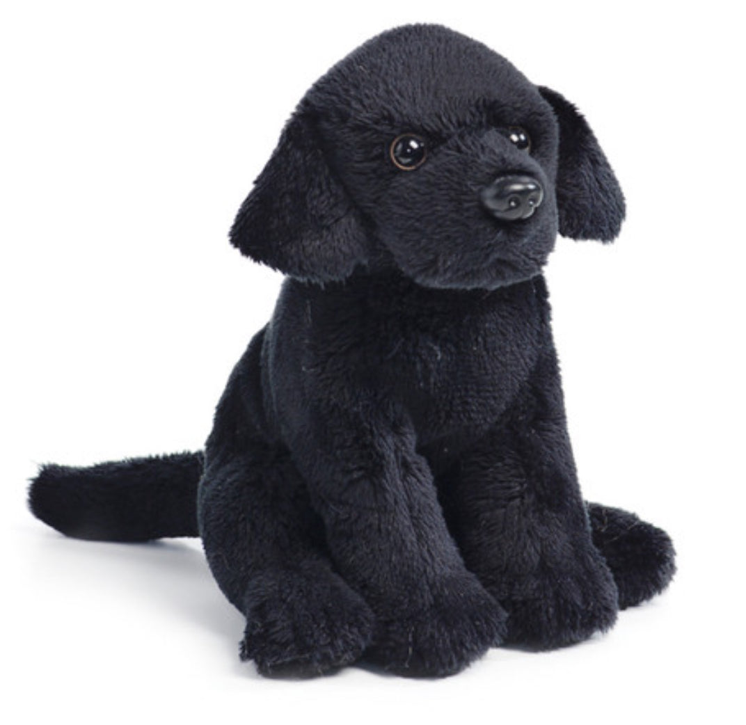 Black Labrador