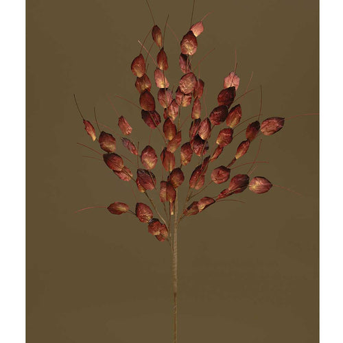 Money Plant Spray