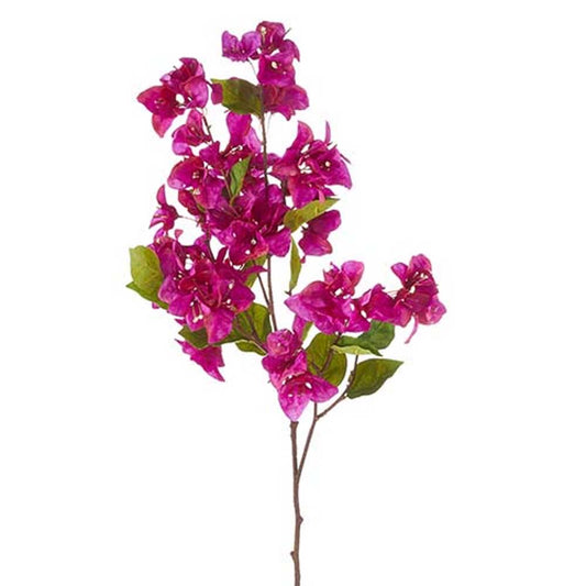 Bougainvillea Spray