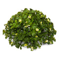 Boxwood Dome