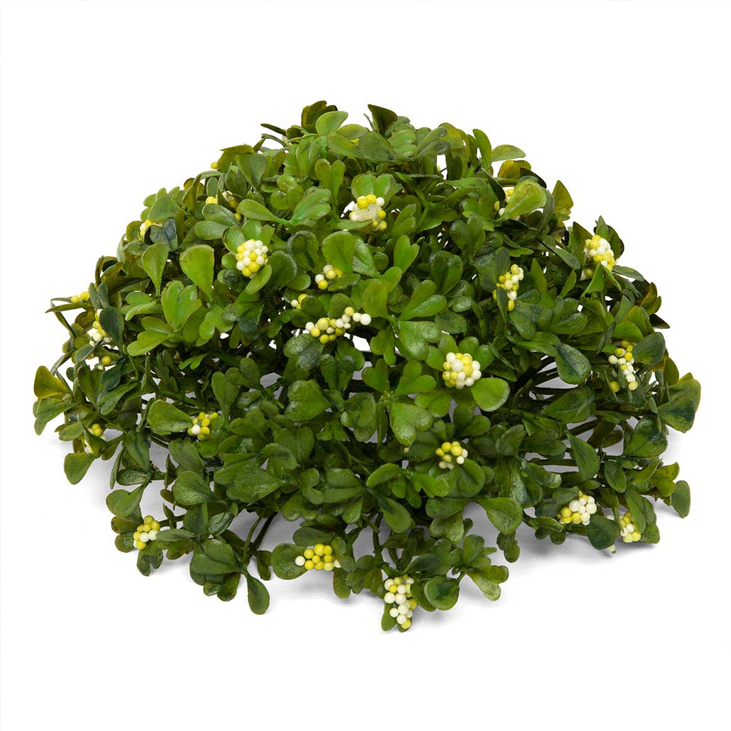 Boxwood Dome