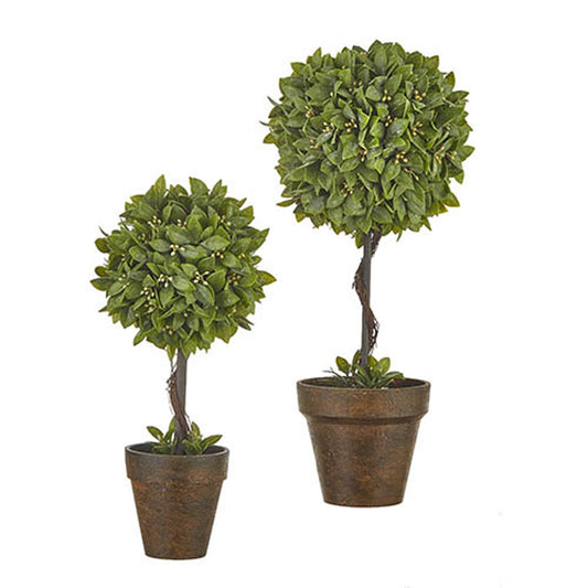 Boxwood Potted Topiarys