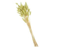 Bunny Tail Stems