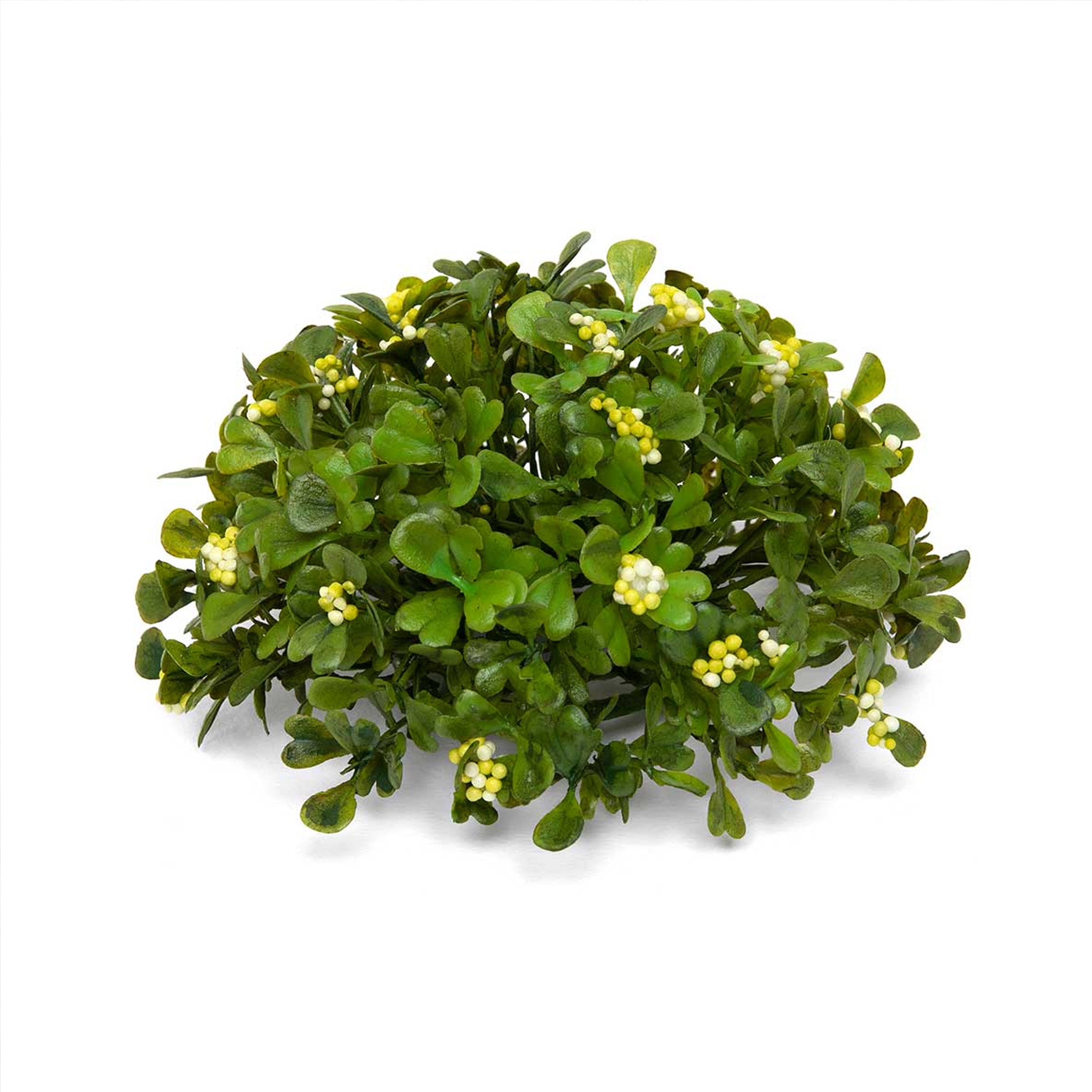 Boxwood Dome