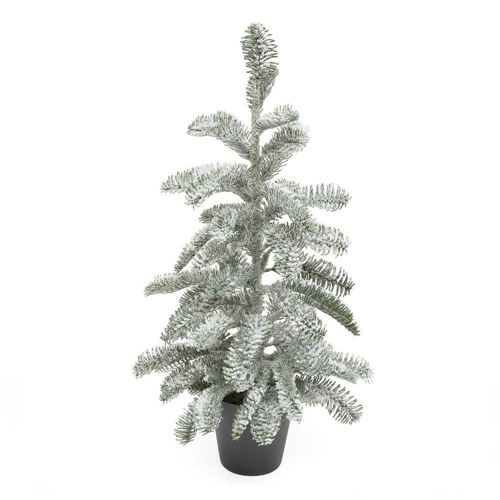Hemlock Pine Tree