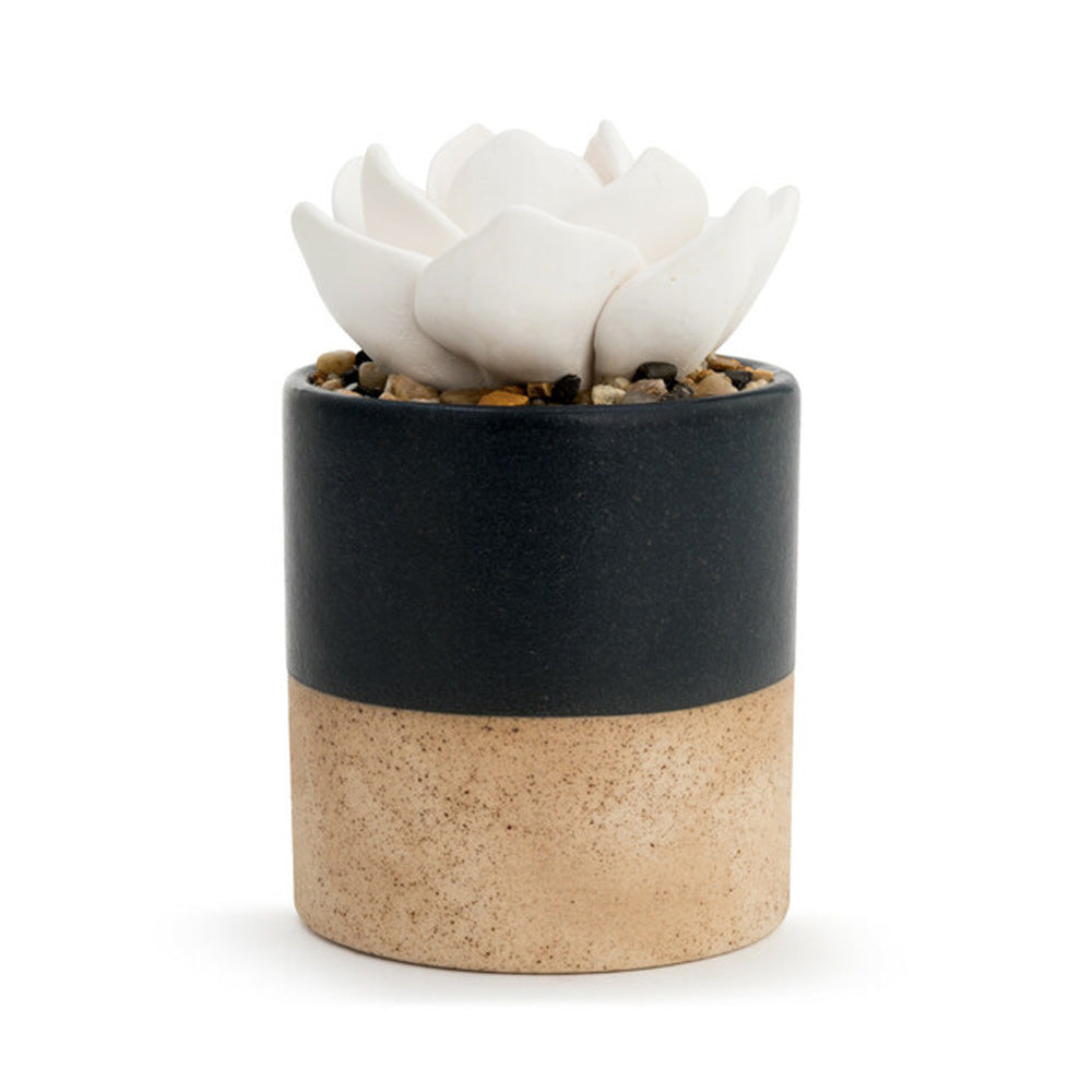 Succulent Oil Diffuser