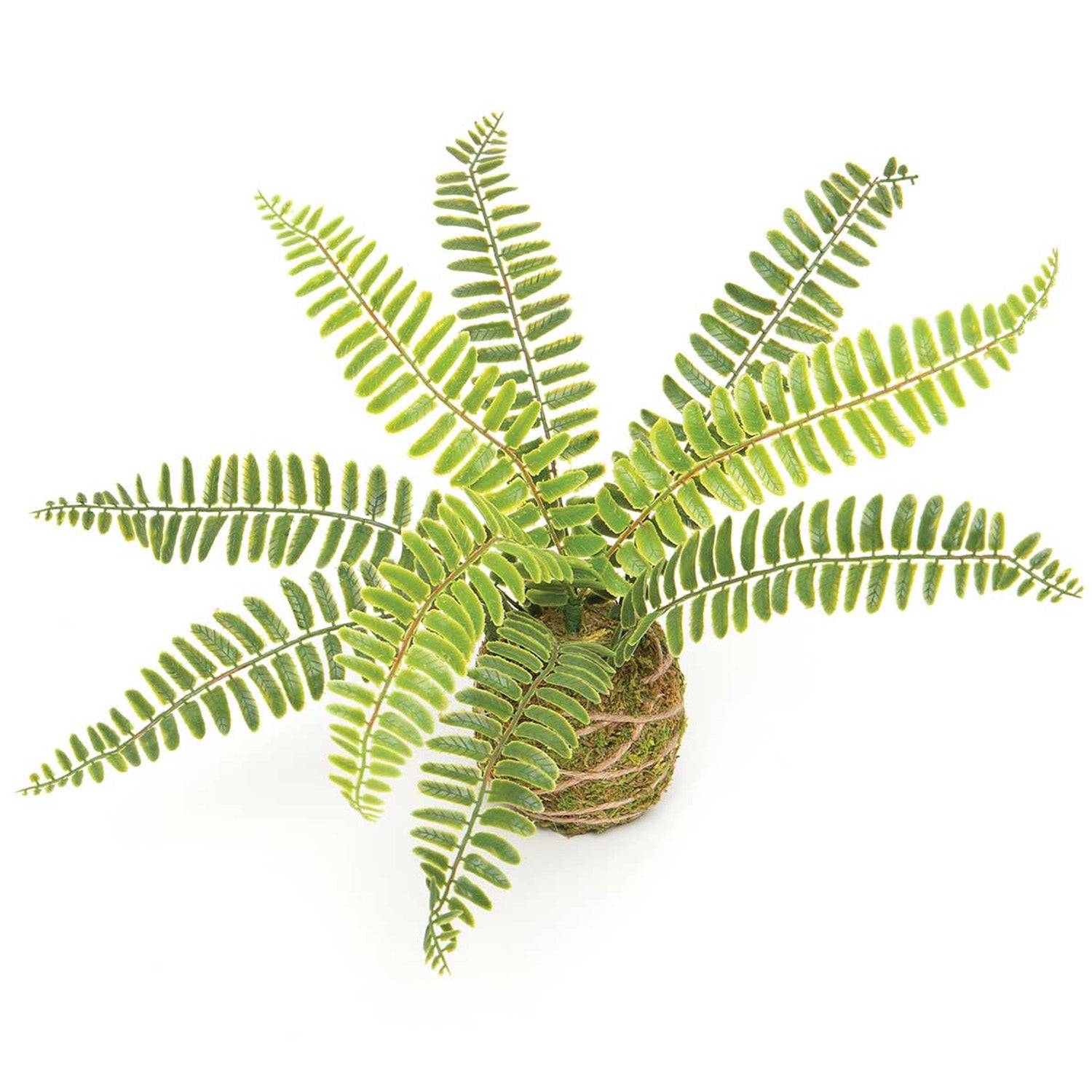 Boston Fern on Moss Ball Wrapped with Twine