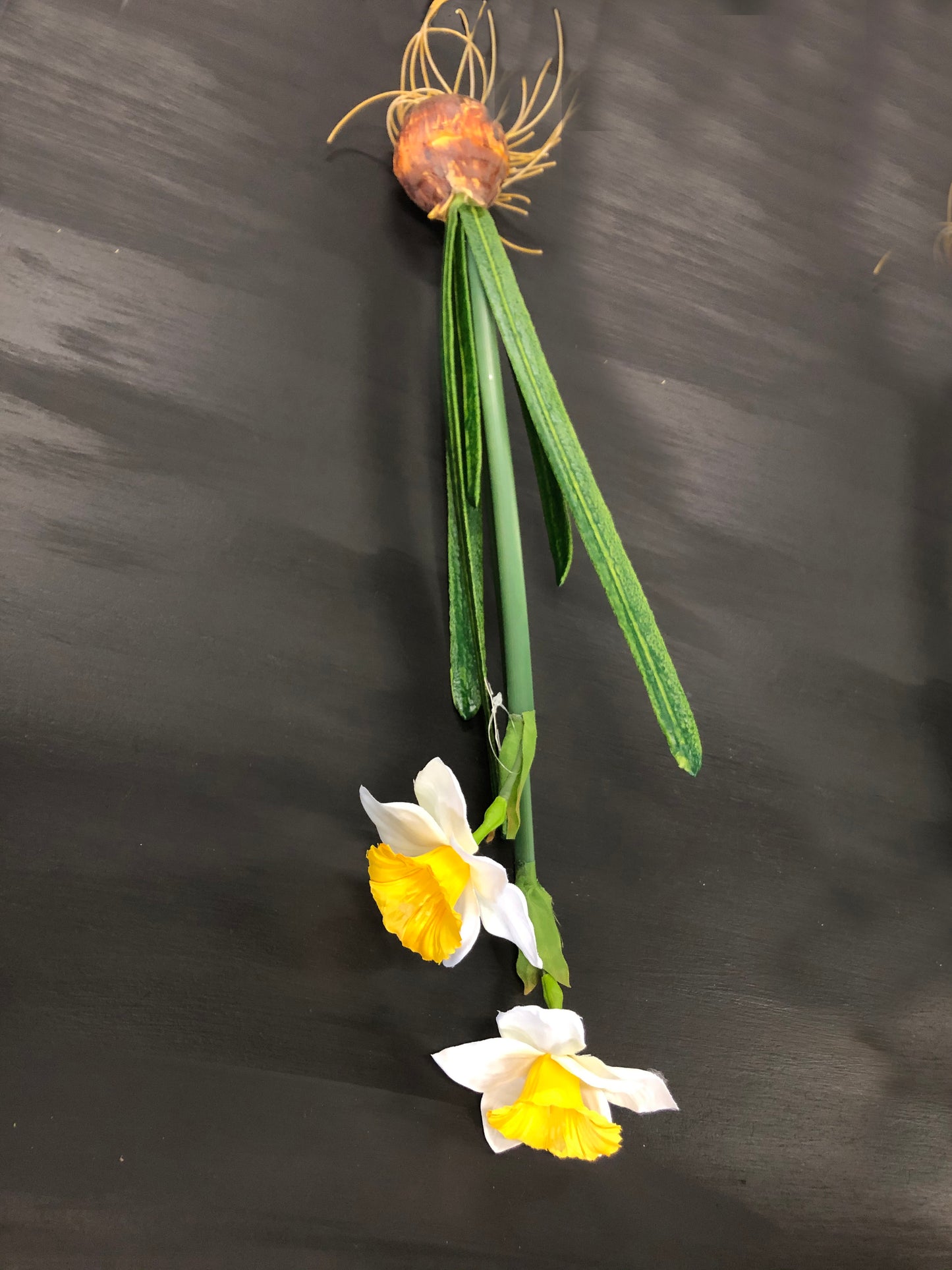 Daffodil Bulbs*